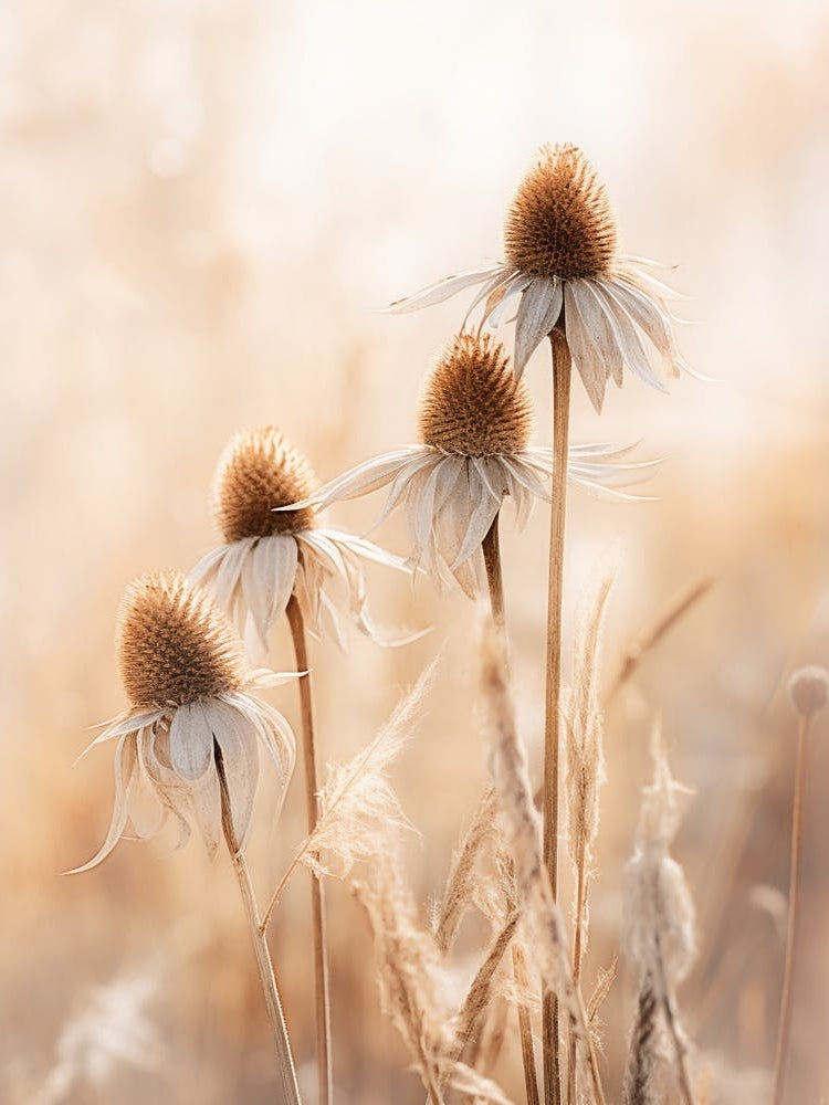 Boho Dried Flowers Coneflower 3
