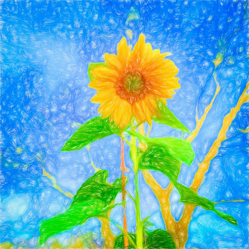 Sunflower Abstract