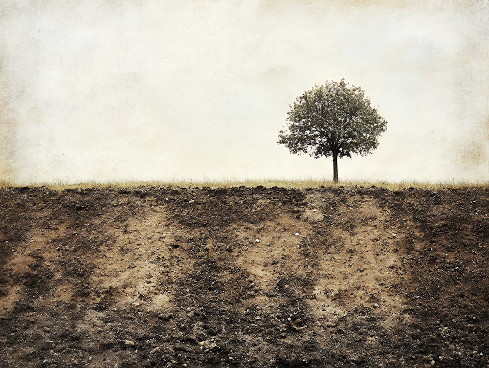 Lone Tree 18