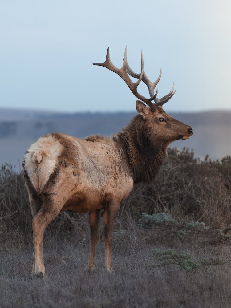 Majestic Elk Scenery