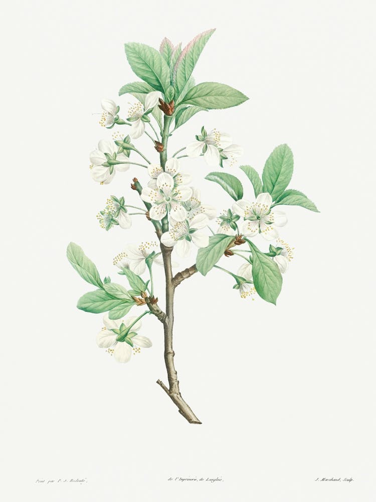 Plum Flower from La Botanique de J. J. Rousseau, Pierre Joseph Redoute