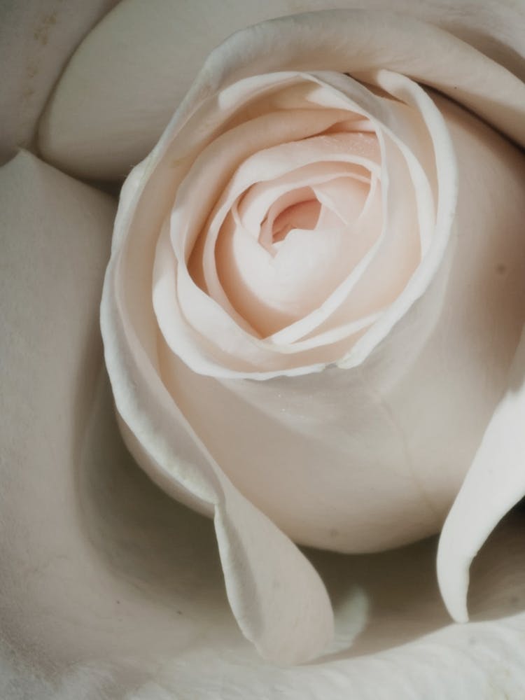Pale Pink Rose Close Up
