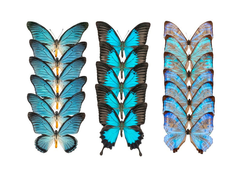 Collection Of 3 Rows Of Butterflies