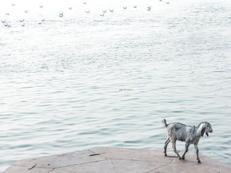 Goat On The Ganges