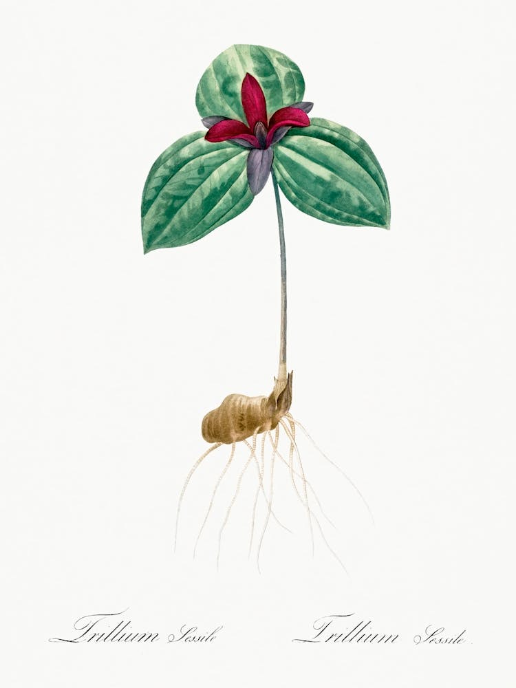 Tri Flower (Trillium Sessile) Illustration From Les Liliacées (1805), Pierre Joseph Redoute
