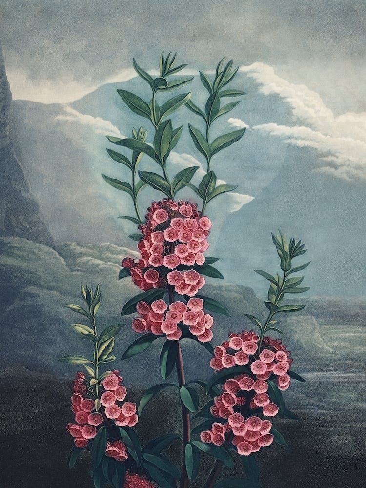 Vintage Thornton 3 Narrow Kalmia