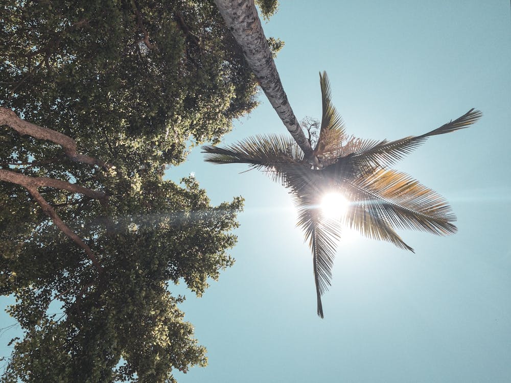 Palm Tree In The Sun