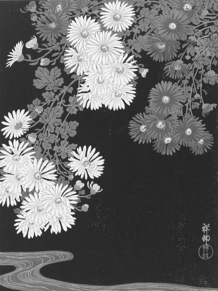 Chrysanthemums 1