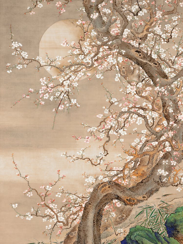 Asian Cherry Blossom Tree