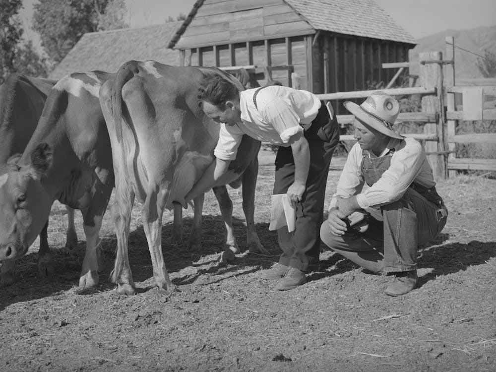 Fsa (Farm Security Administration) Supervisor Explaining The Fine Points Of A Cow, Box Elder County, Utah By Russ