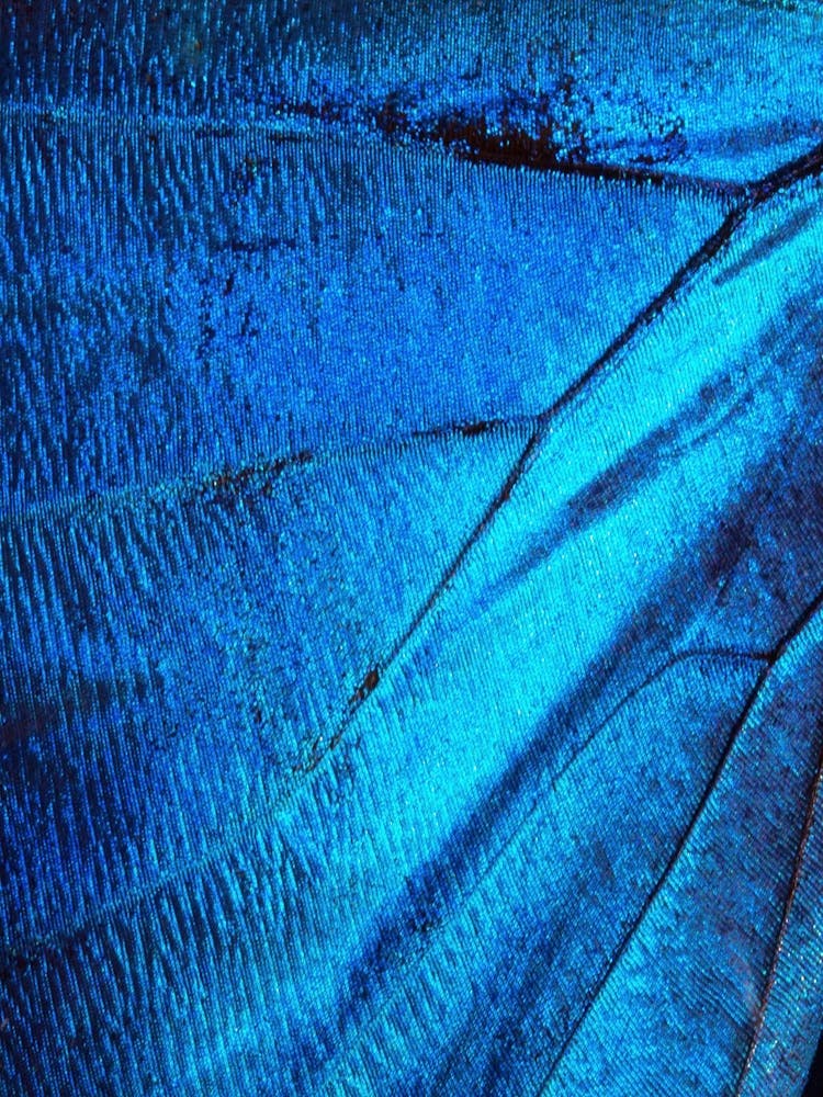 Blue Butterfly Wing