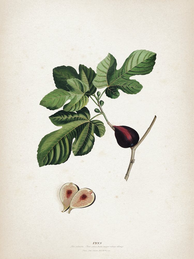 Vintage Ehret 2 Ficus