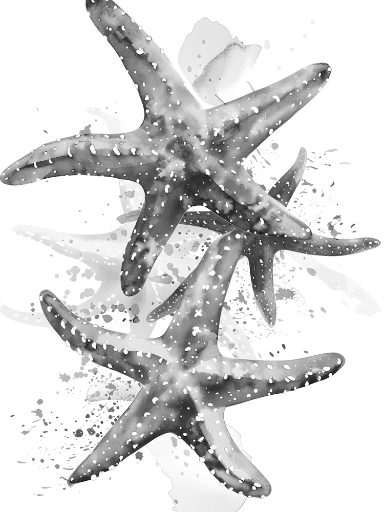 Starfish 16