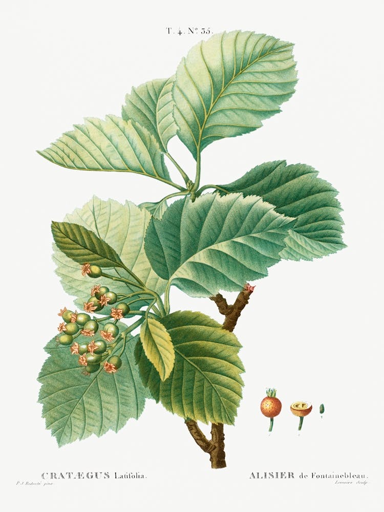 Broad Leaved Whitebeam, Pierre Joseph Redoute