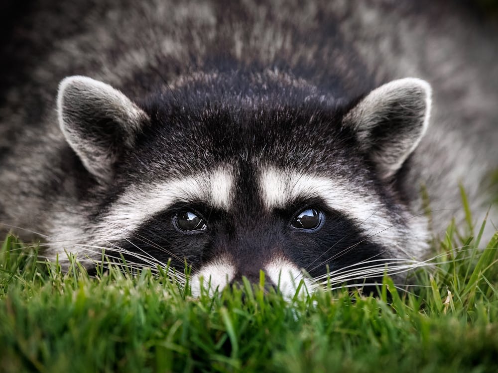 Cute Animal Portraits - Raccoon