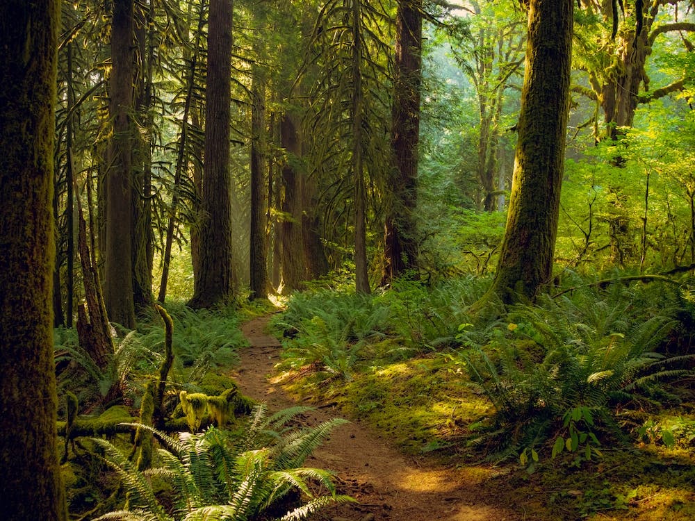 Urwald