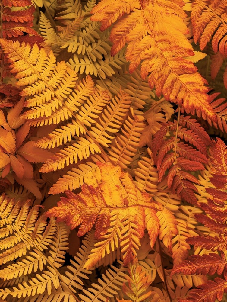 Pattern Poster Autumn Fern 3