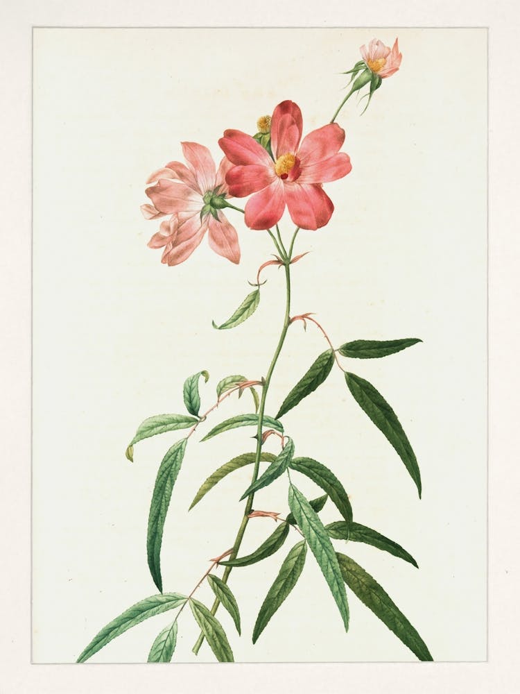 Vintage Retro Botanical Flower Illustration 2