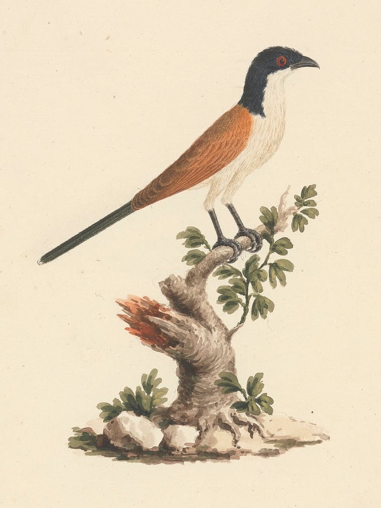 Blue Headed Coucal, Luigi Balugani