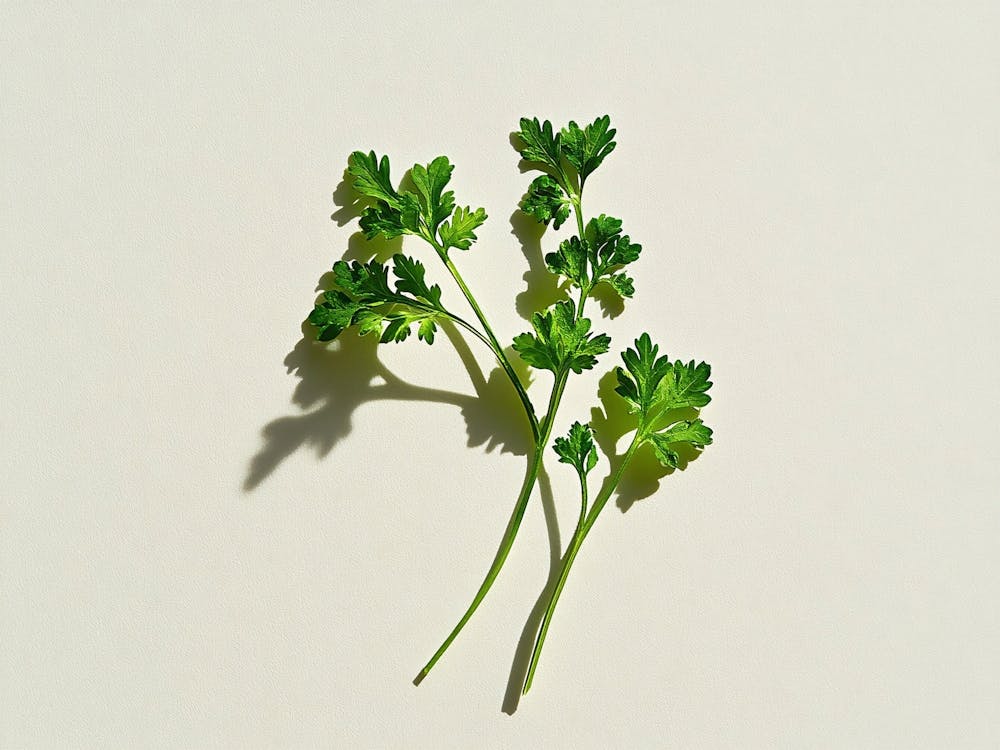 Parsley Stock Videos & Royalty-Free Footage