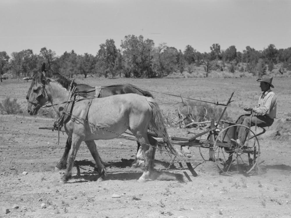Faro Caudill Planting Beans, Pie Town, New Mexico By Russell Lee
