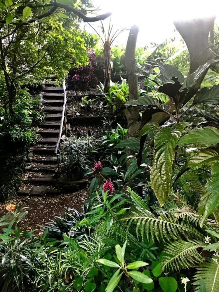 Stairway To The Jungle
