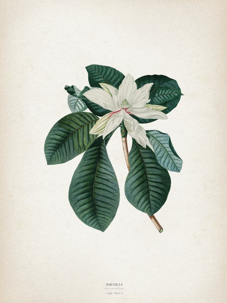 Vintage Ehret 4 Magnolia Foliis