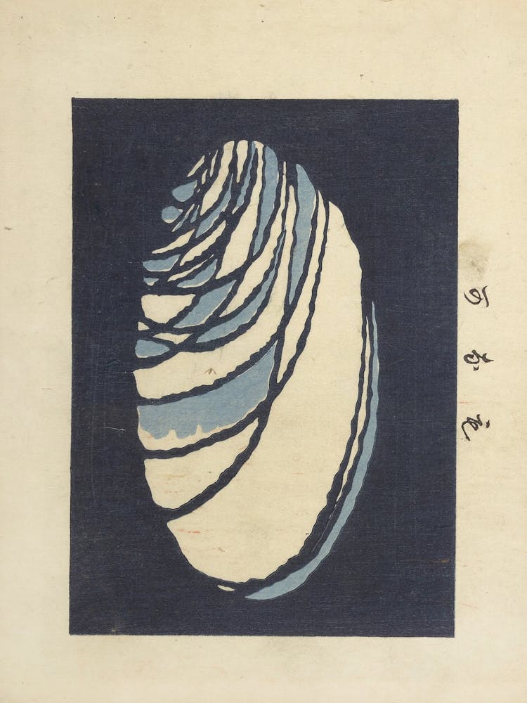 Samurai Shell