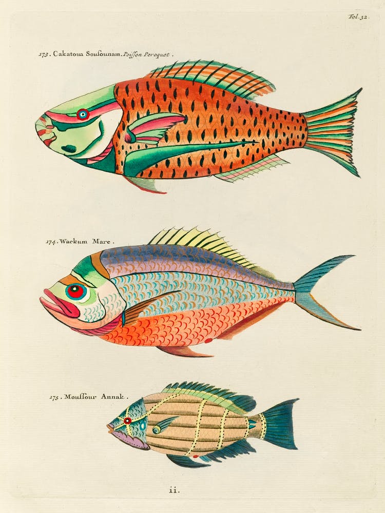 Colourful And Surreal Illustrations Of Fishes Found In Moluccas (Indonesia) And The East Indies, Louis Renard(2)
