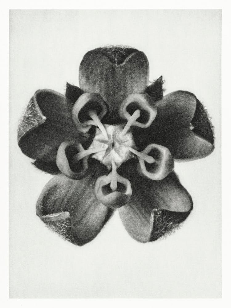 Common Milkweed, Karl Blossfeldt 1
