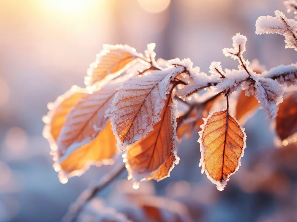 Winter Impressions No 10