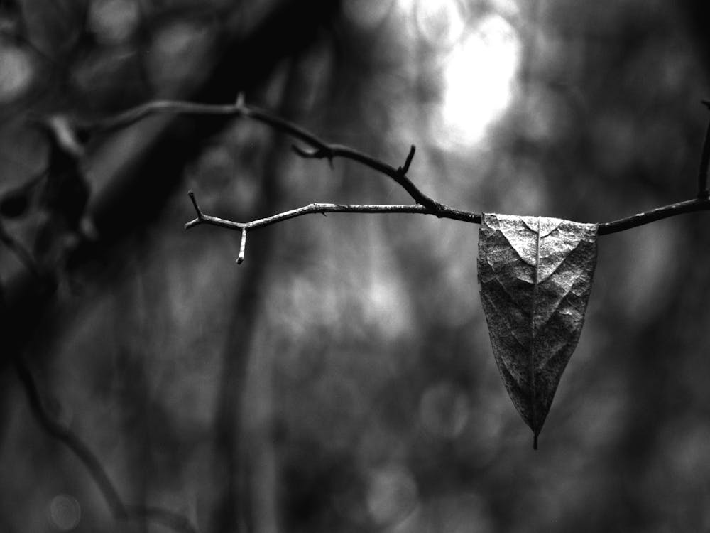 Hanging Leaf BW