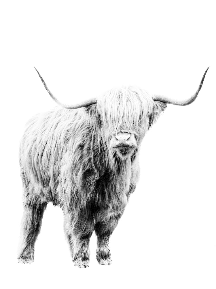 Highland Cow 4