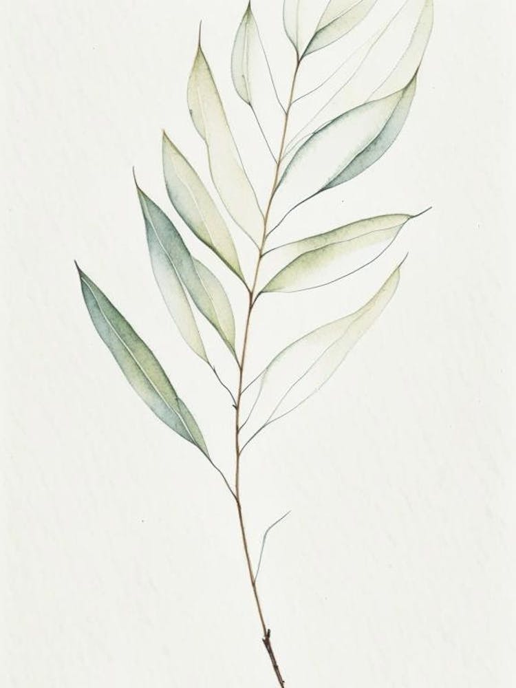 White Willow Leaf Minimalist Watercolour 3