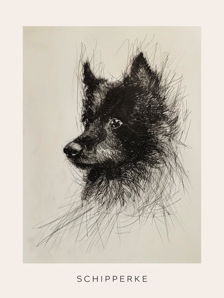 Schipperke Dog Line Sketch 2 Poster