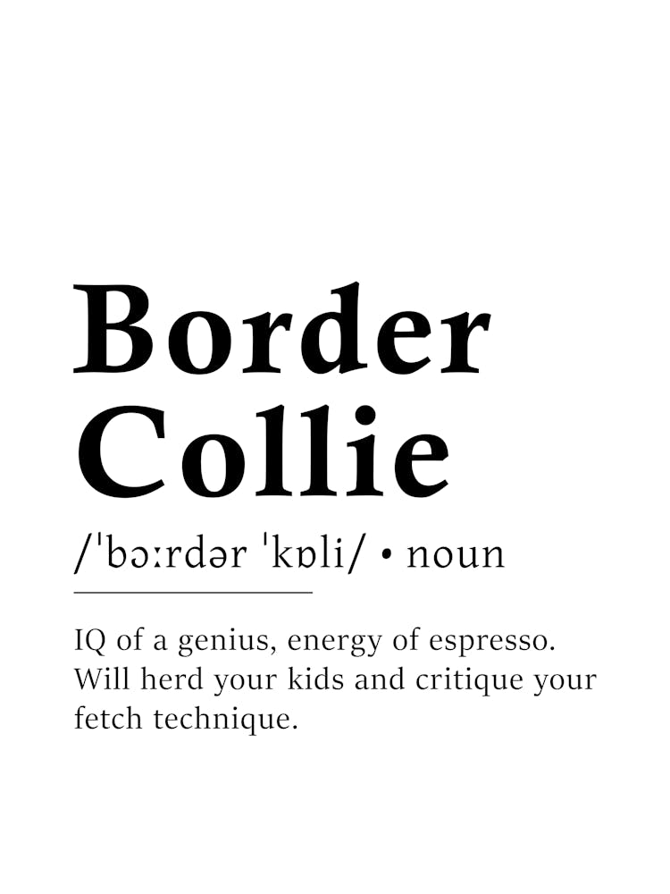 Border Collie Definition Poster - Dictionary