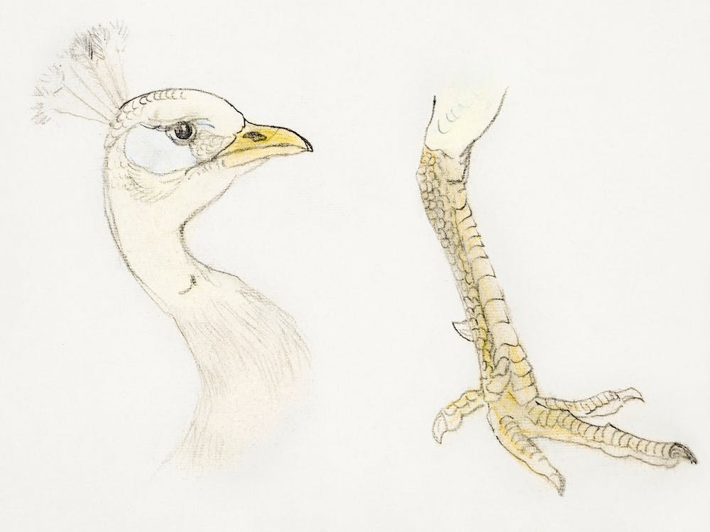 Head And Leg Of A Peacock (1873–1917), Theo Van Hoytema