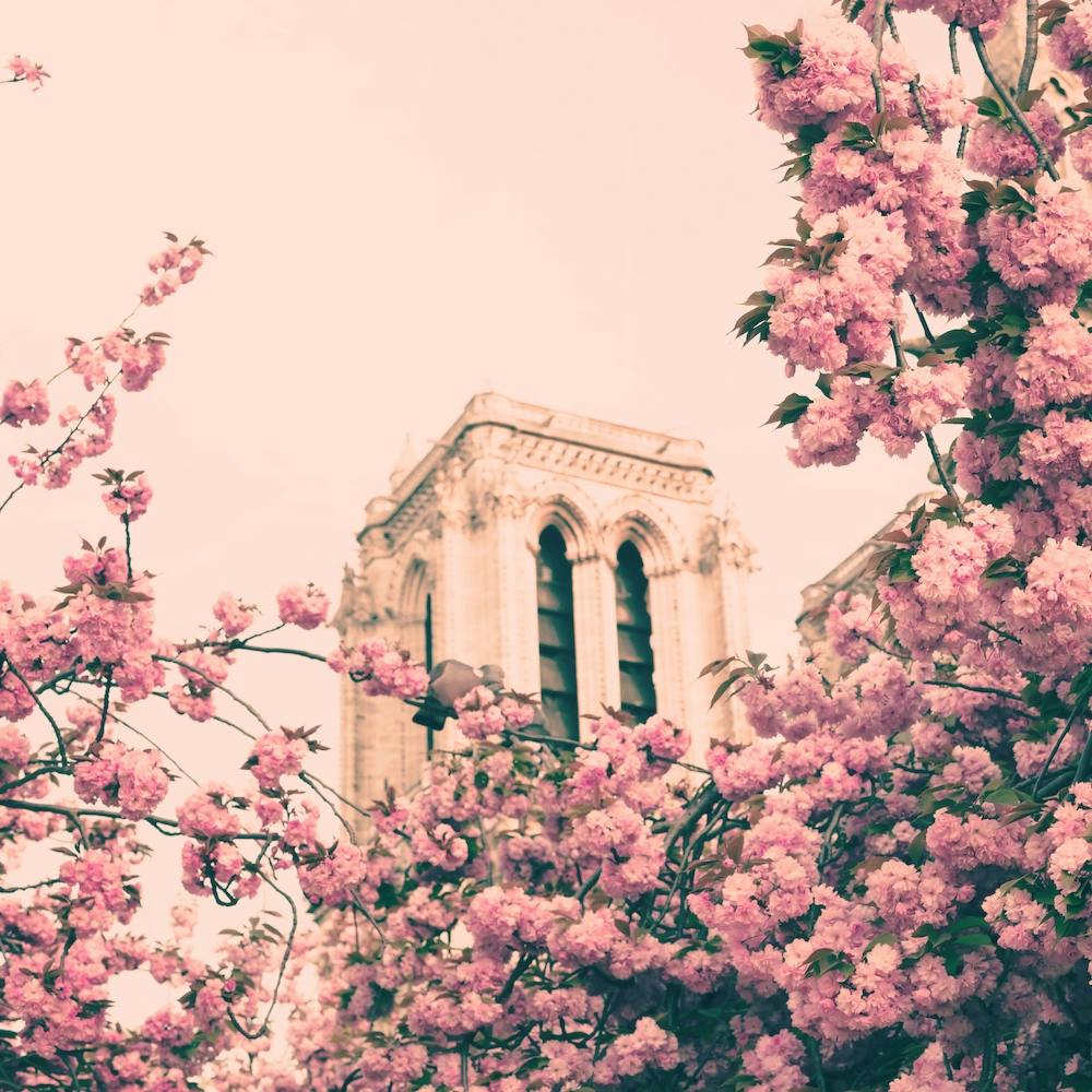Notre Dame Cherry Blossoms