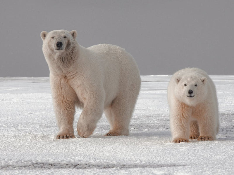 Polar Bear Pair