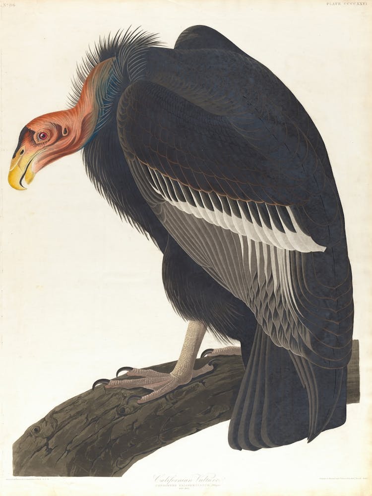 Vulture