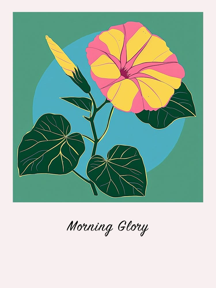 Morning Glory 1 Square Flower Illustration Poster