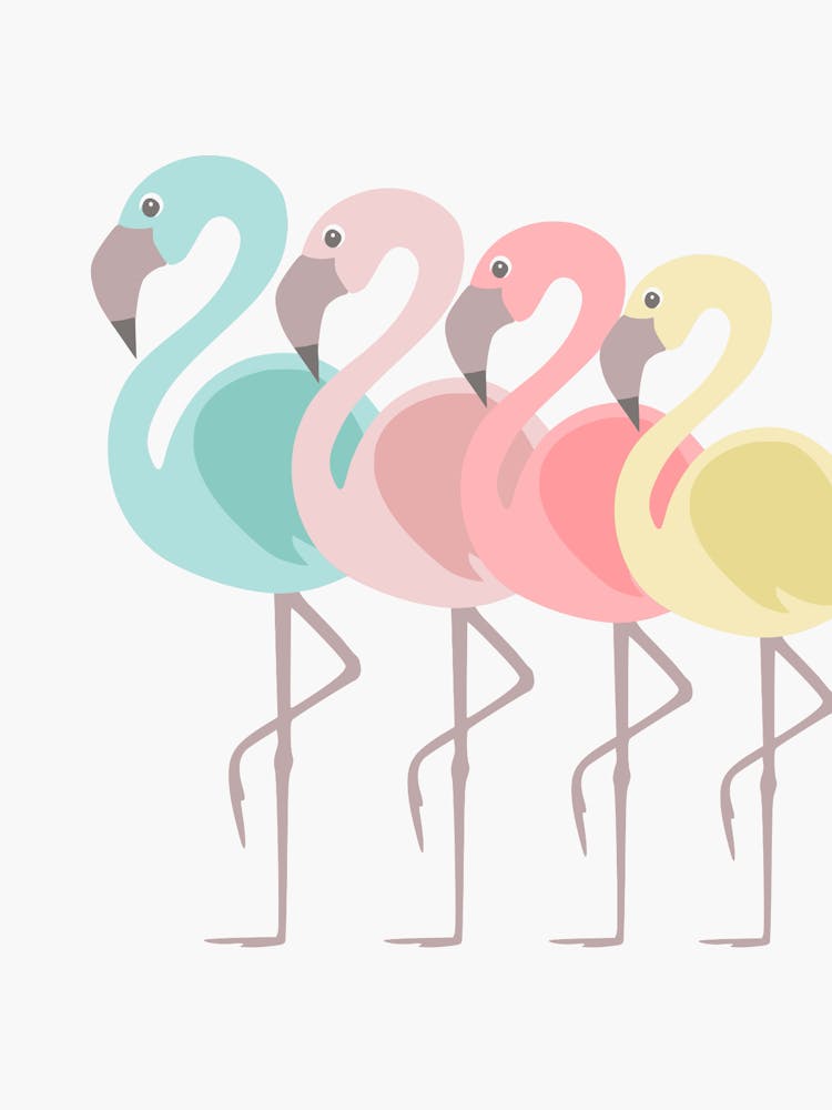Flamingos 4