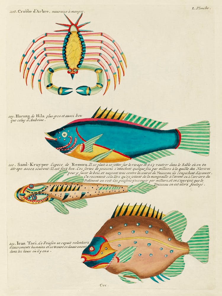 Colourful And Surreal Illustrations Of Fishes And Crab Found In Moluccas (Indonesia) And The East Indies, Louis Renard(37)