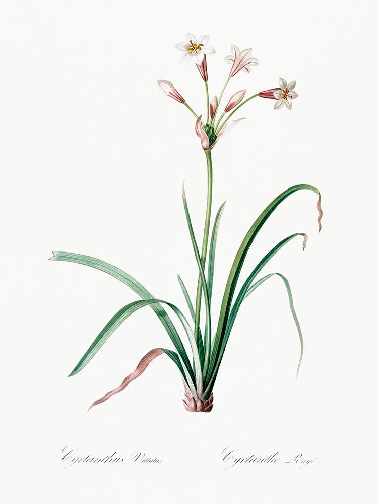 Crytanthus Vittatus, Pierre Joseph Redoute