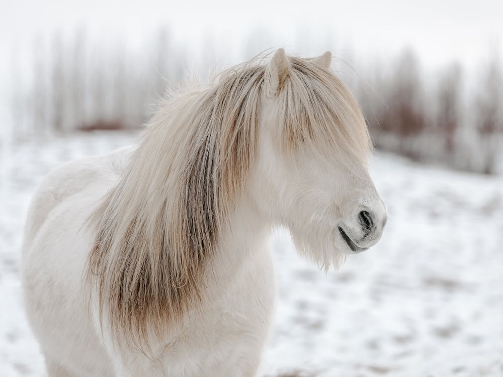 Beige Horse In Snow