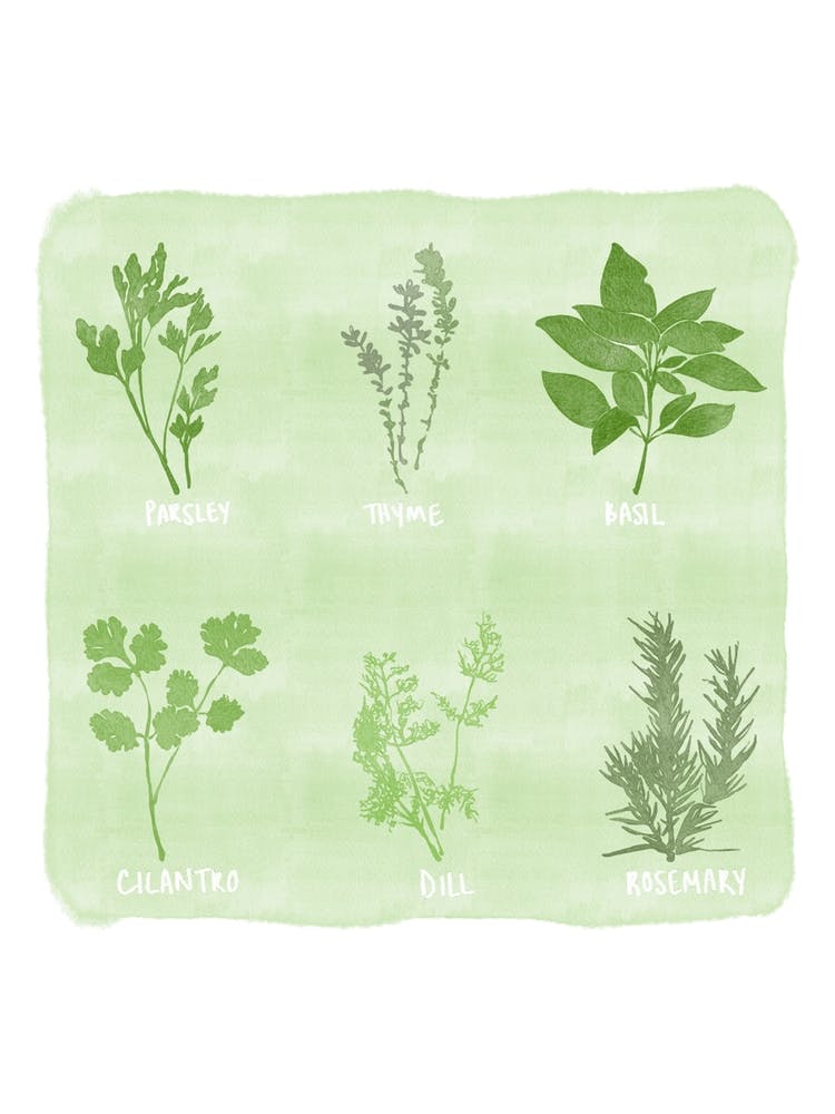Garden Herbs