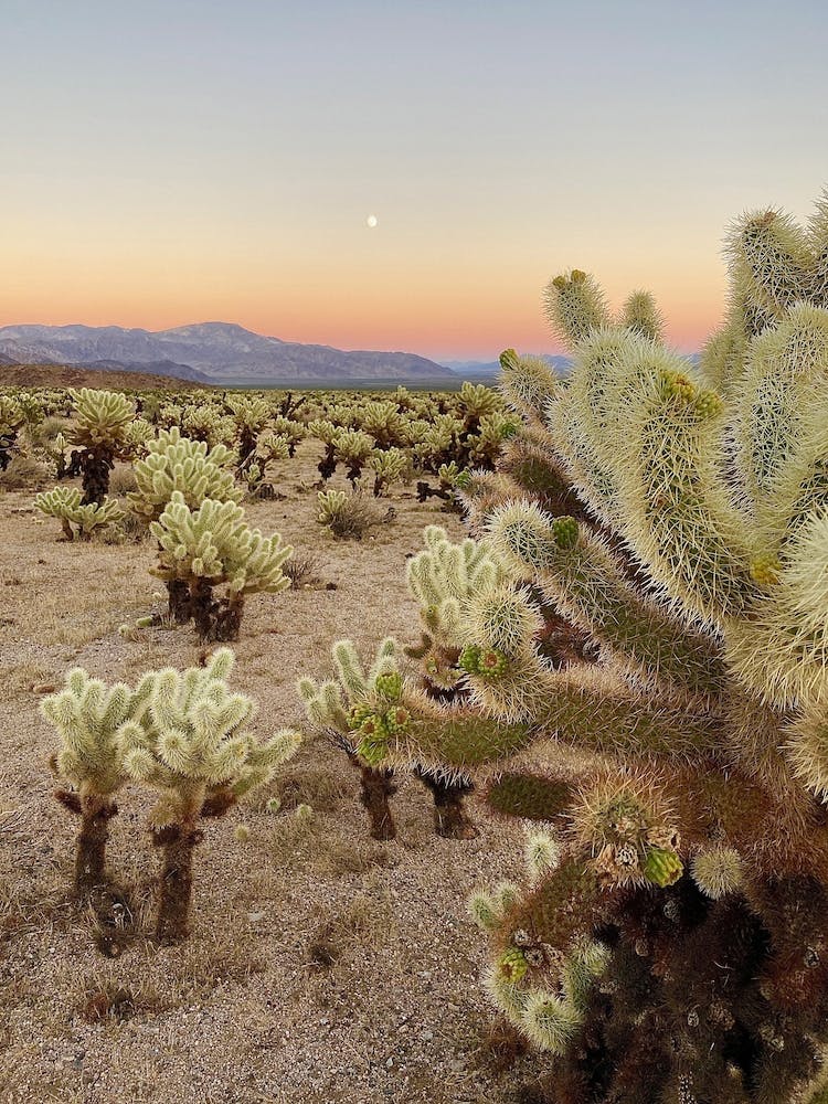 Cholla Cactus Garden at Sunset, Joshua Tree National Park 3 - Vertical