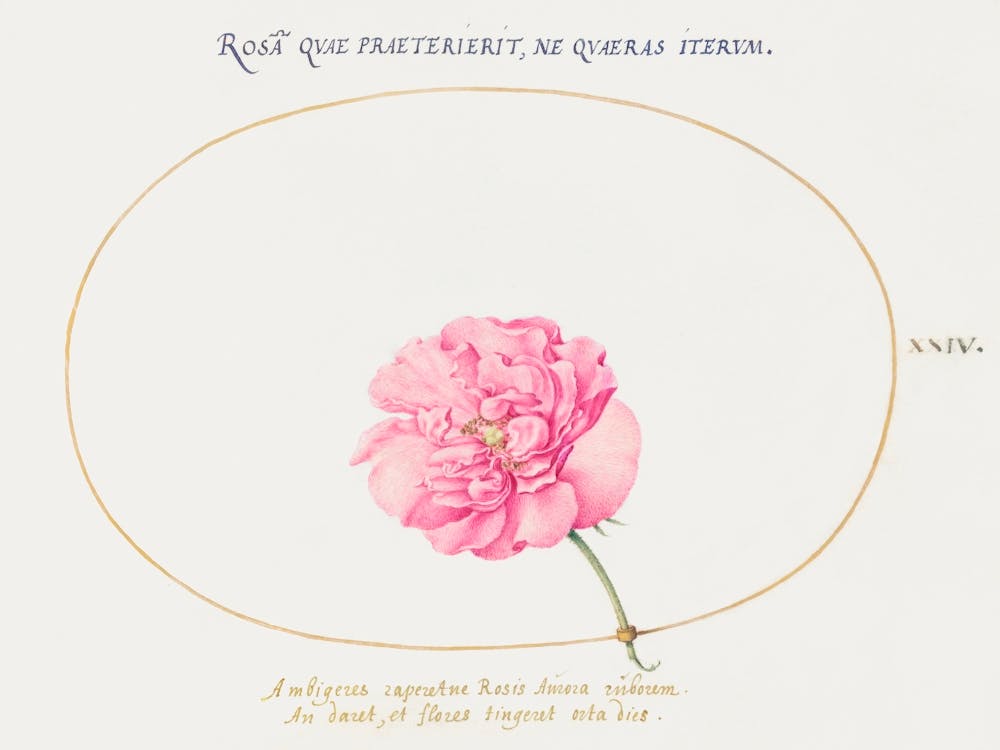 Pink Rose (1575–1580), Joris Hoefnagel