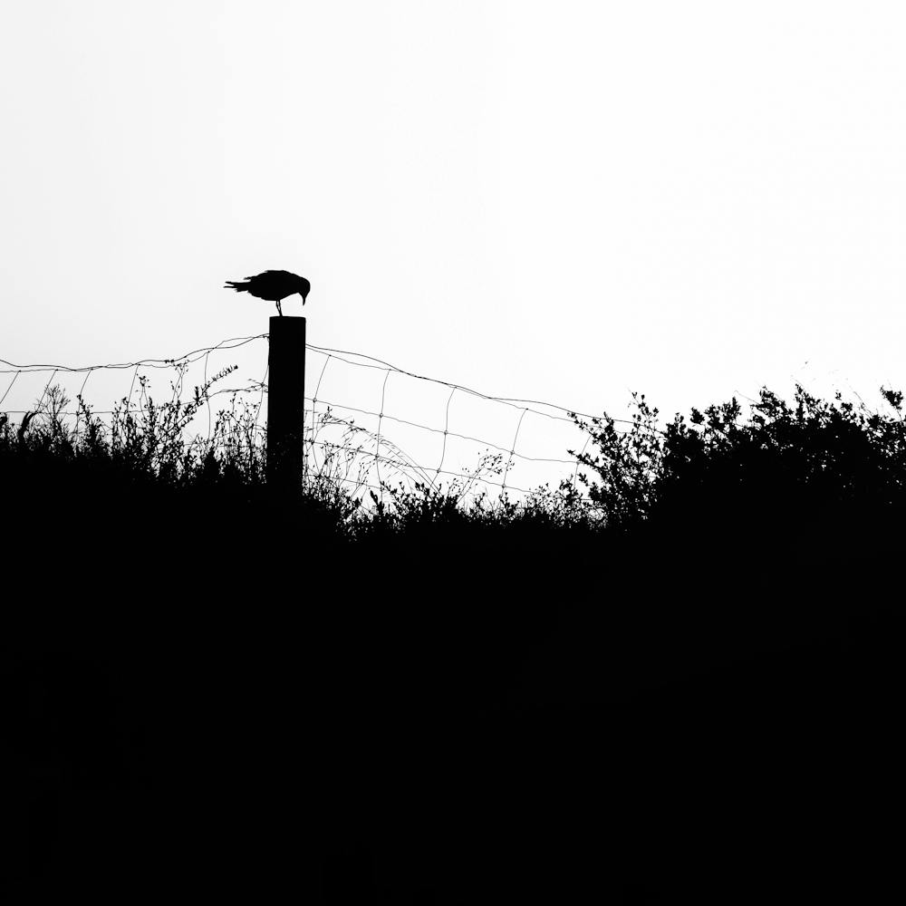 Vogel Auf Einem Zaunpfahl Silhouette