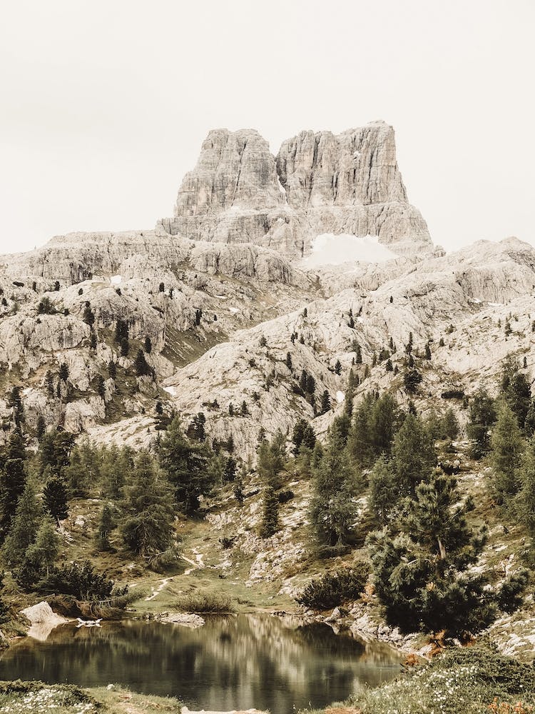 Mountain Peak Forest